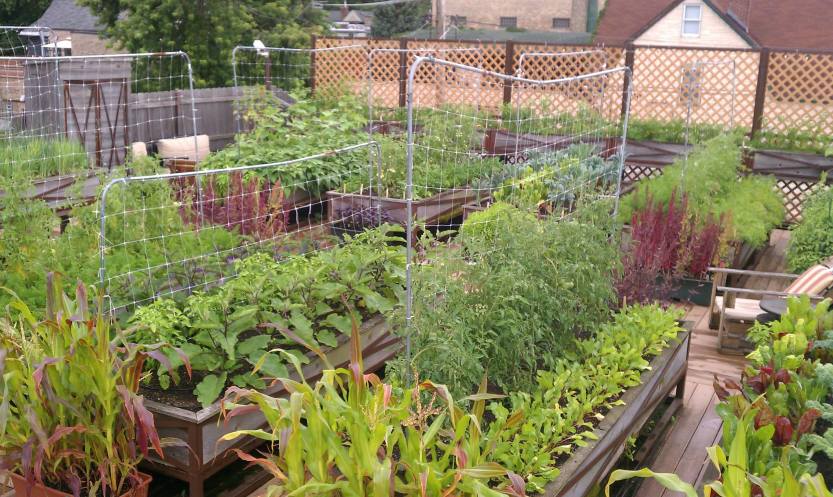 Simple-Organic-Rooftop-Garden